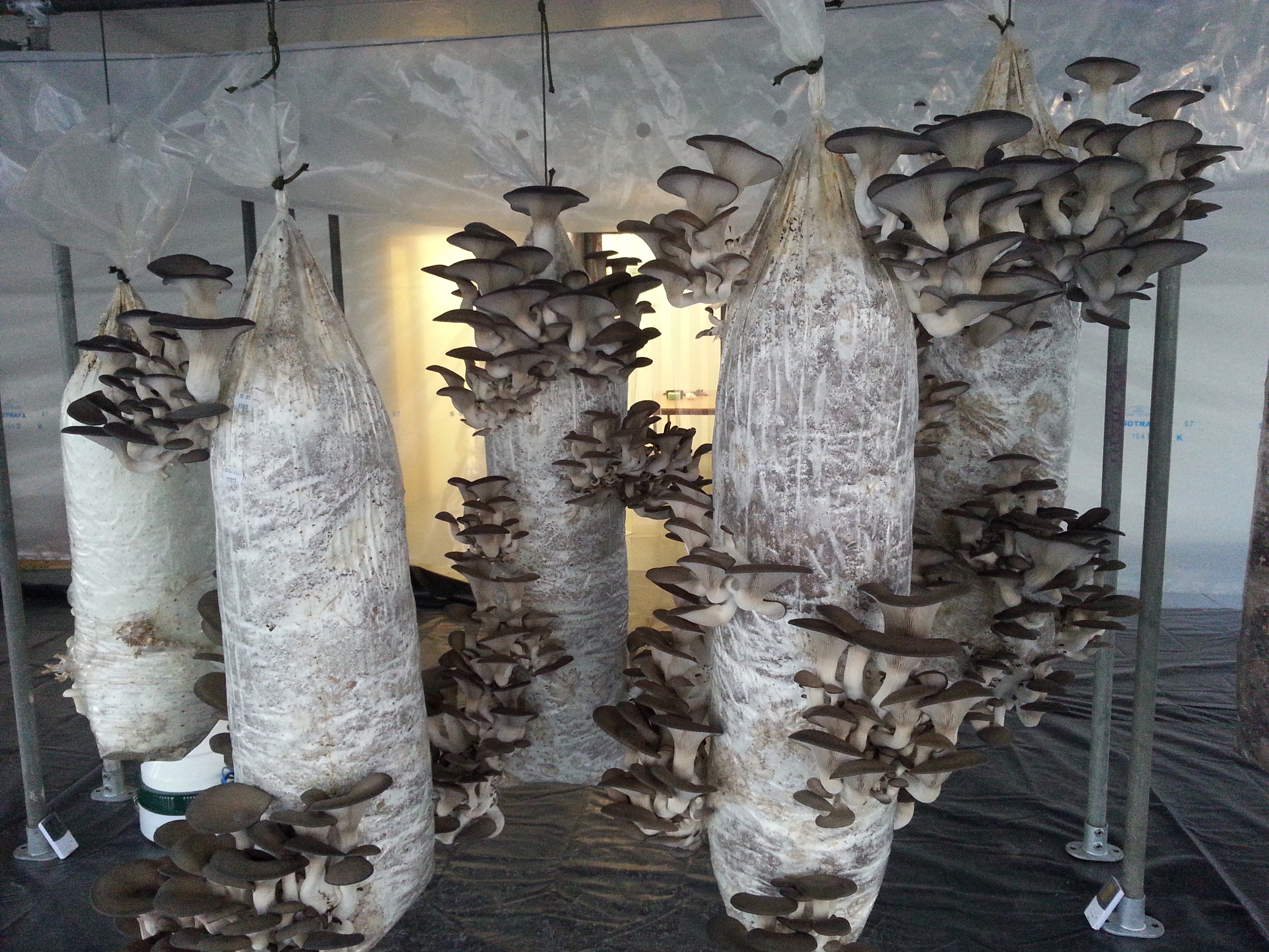 GroCycle crowdfunds to keep its Urban Mushroom Farm | Pressat