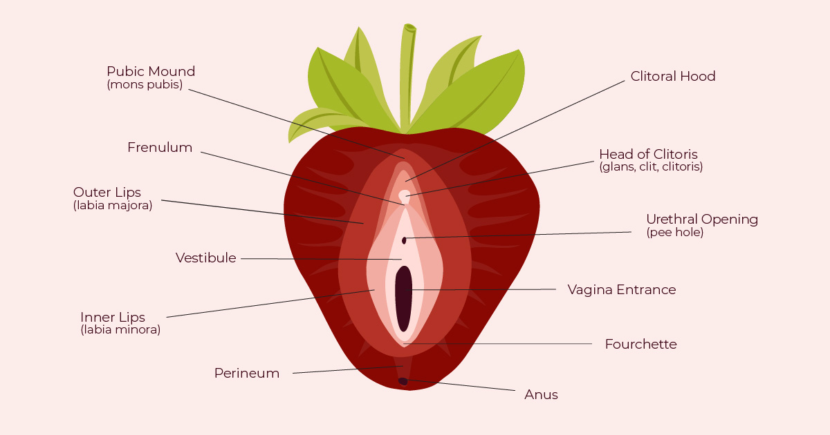 Gender-neutral Valentine’s Day gift says va-va-voom for ... berry diagram 