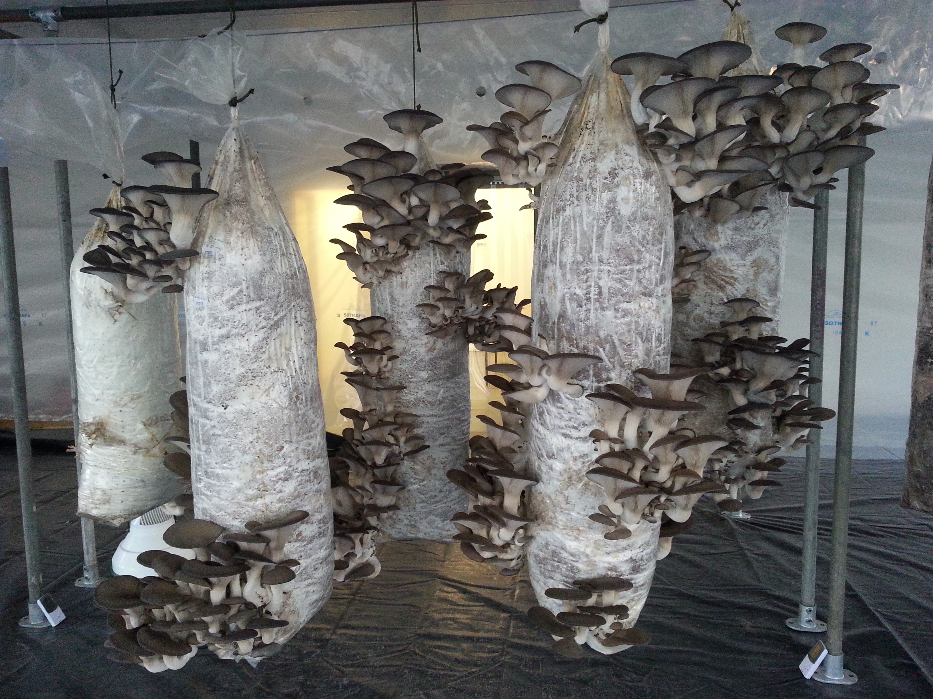Mushroom Growing Room Designs Mushroom Growing Room Designs