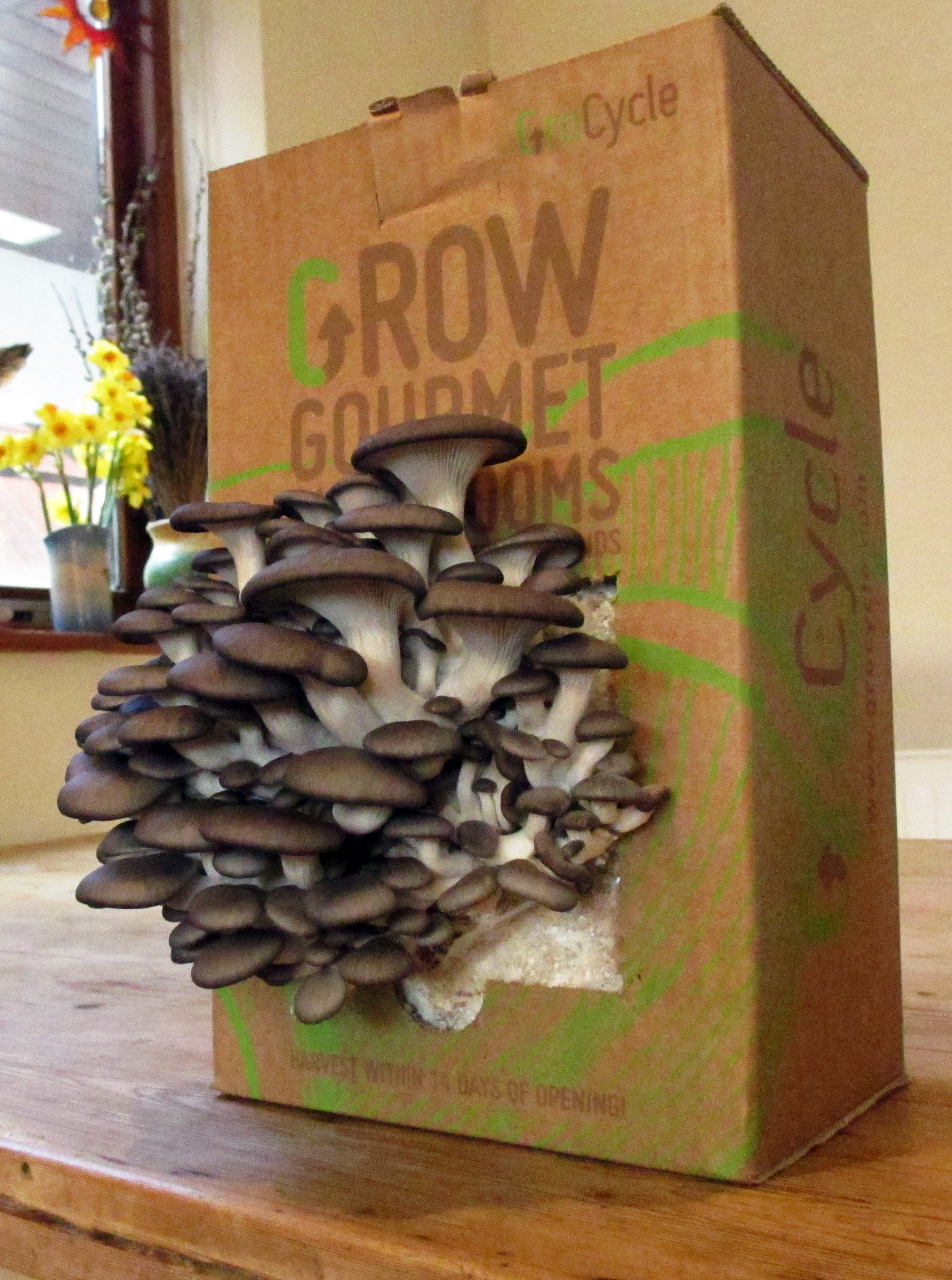 The UK’s first urban mushroom farm launched this week - recycling