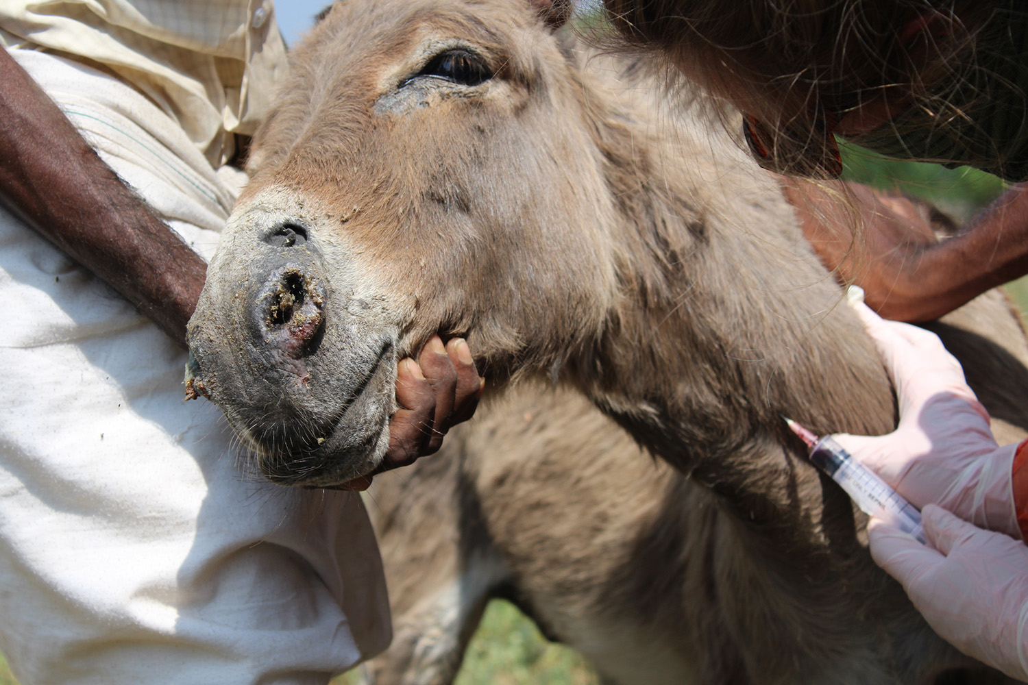 WVS wins ‘Animal Welfare Charity of the Year 2016’ award | Pressat